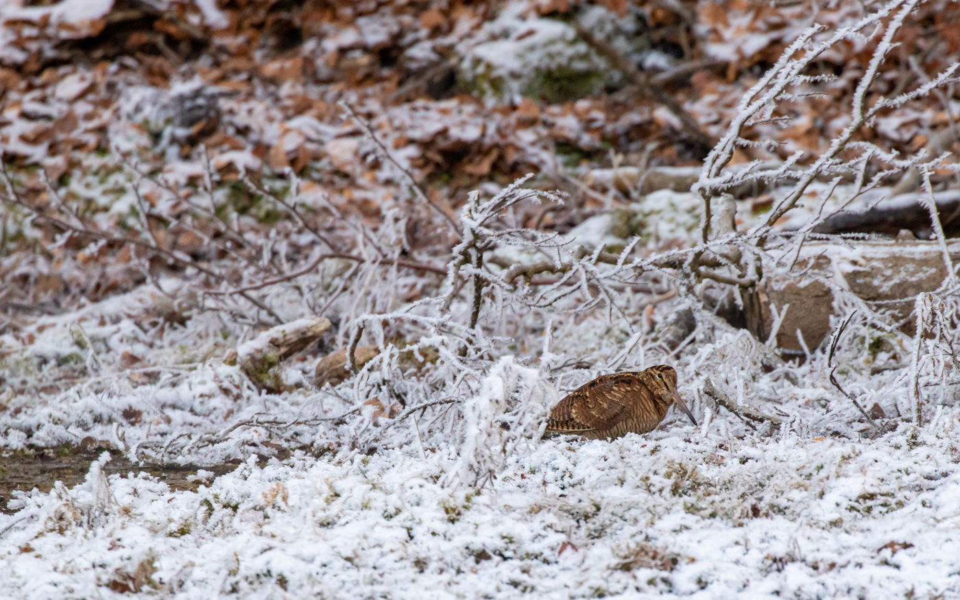 Skovsneppe i Ravnkilde