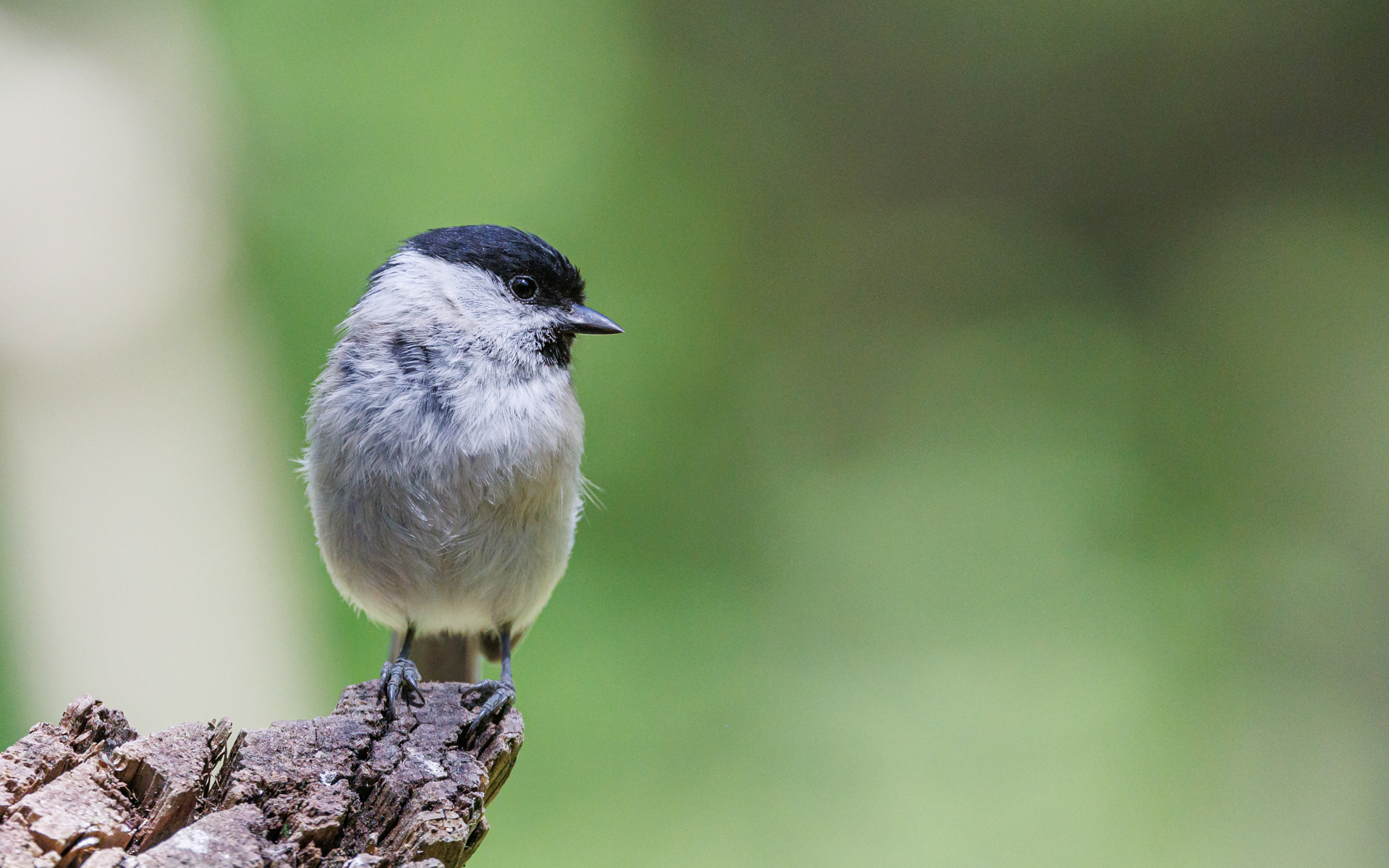 Fra Fugleværnsfondens eventyrlige fotoskjul. Sumpmejse