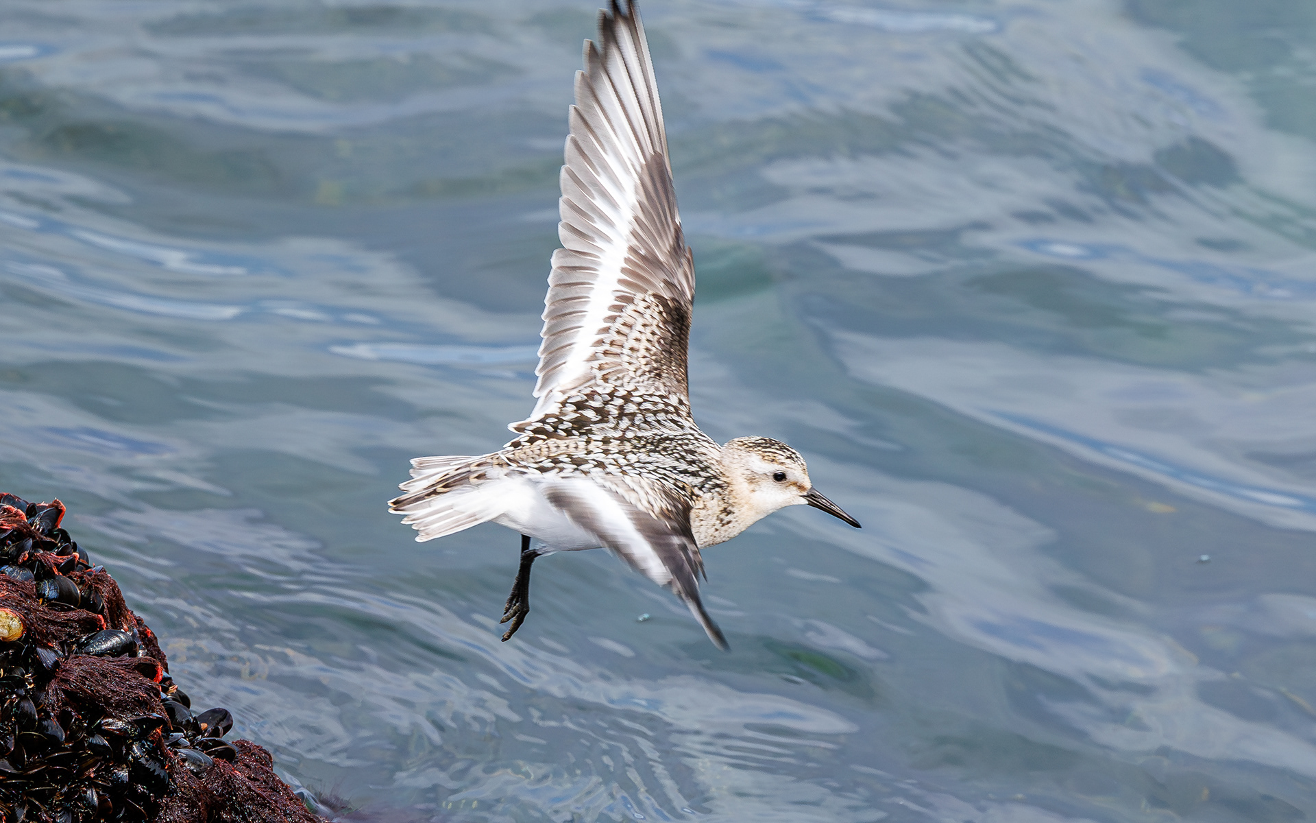 Sandløber. Agger Tange - havsiden