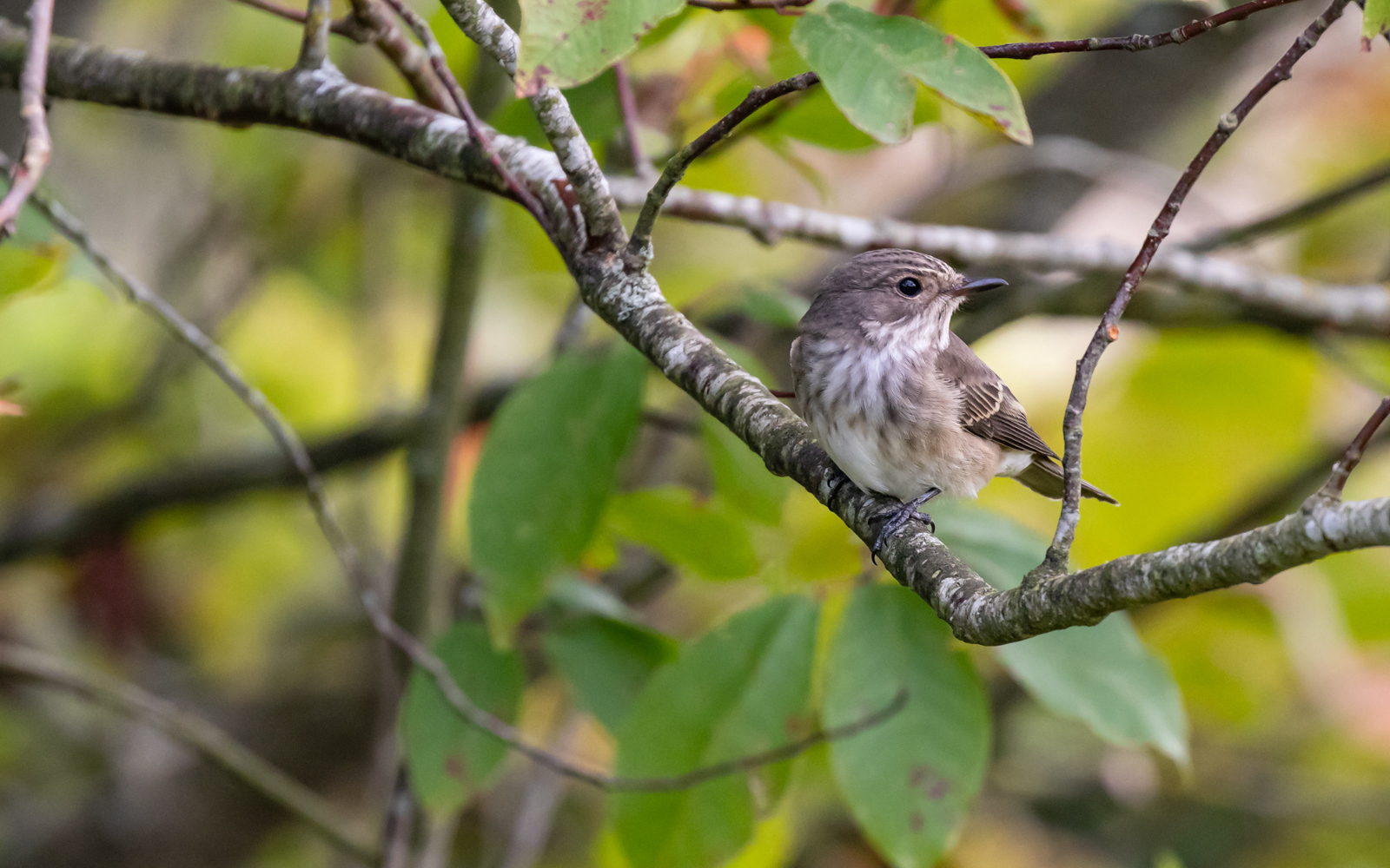 Grå fluesnapper hjemme i haven
