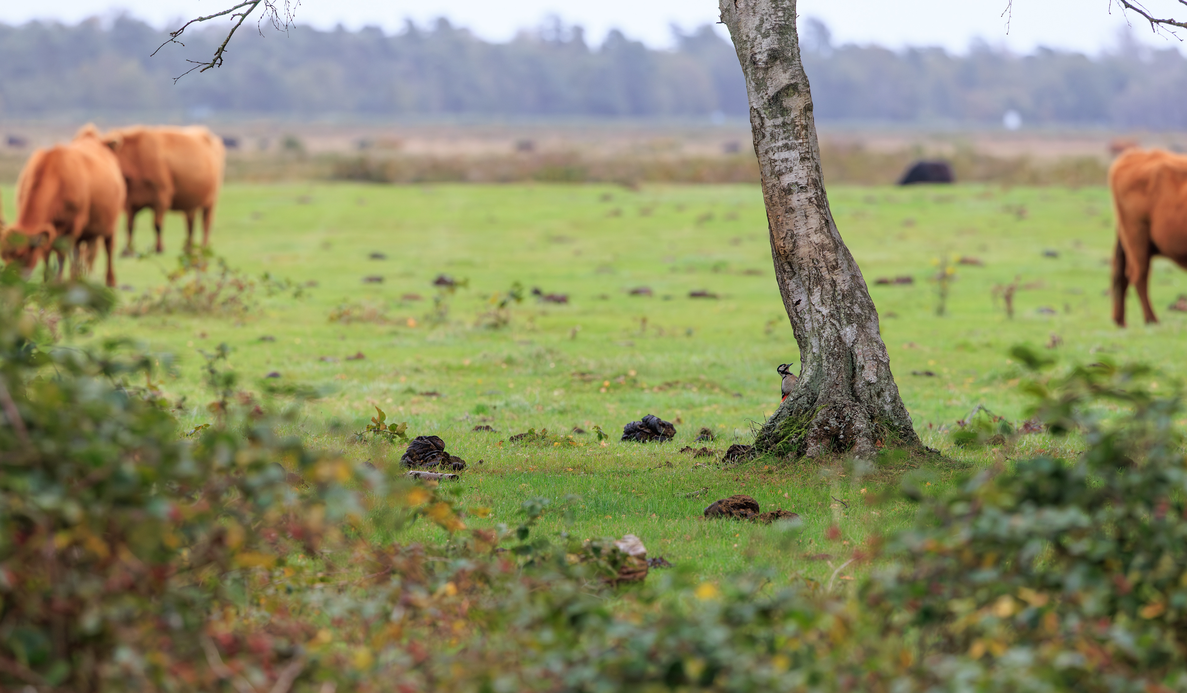 Ljungen, hvor rovfuglene skulle ses, er som blæst for fugle og fuglekiggere - men dog stor flagspætte. Grønspætten var der også, men blev ikke fotograferet