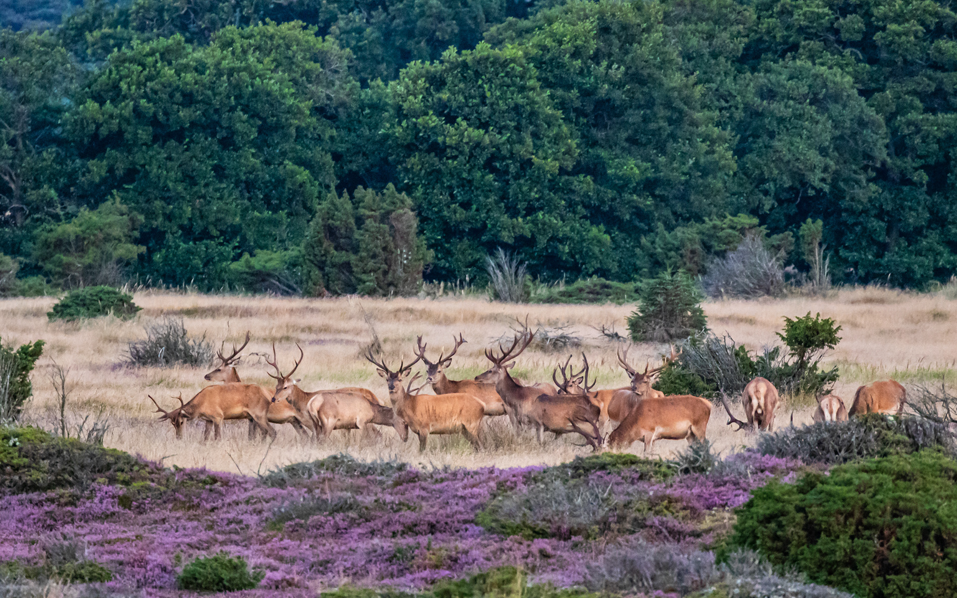  Kronhjorte på Enebærsletten set fra Toftetårnet (ved Øster Hurup)