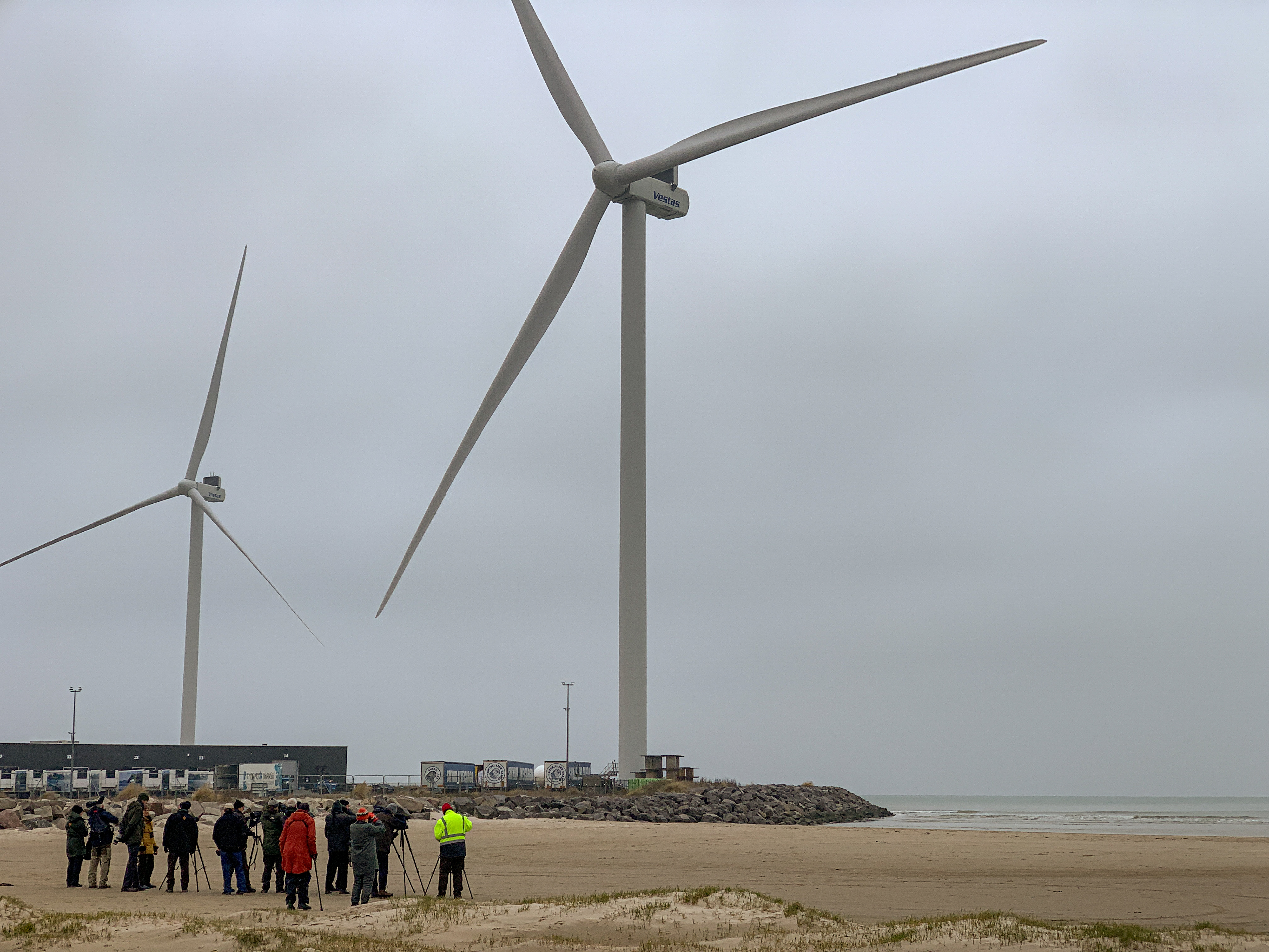 Gråmejserne ved Hirtshals Østhavn