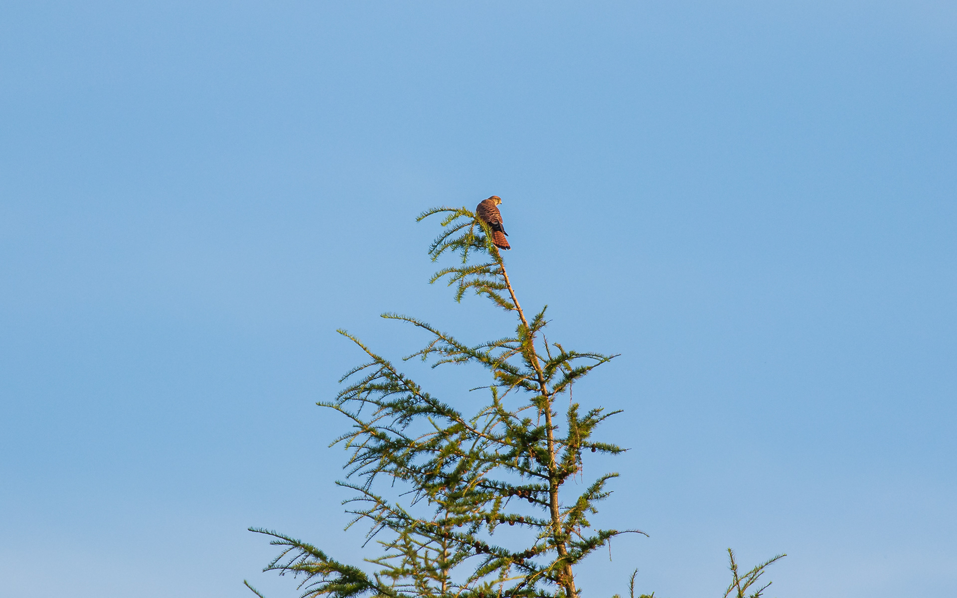 Tårnfalk på yndlingspost 7.8.2020