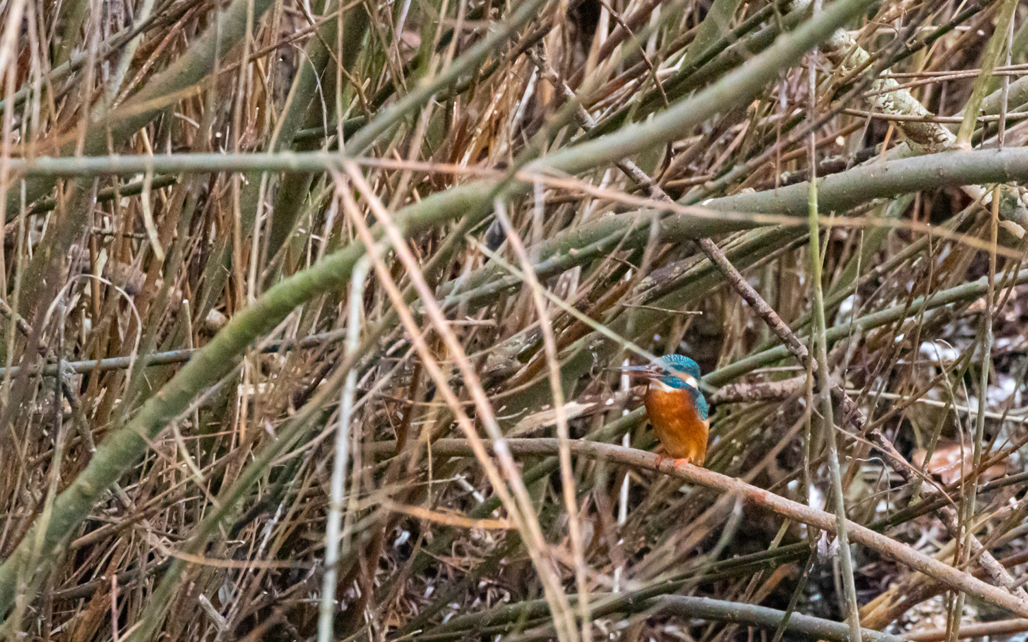 Isfugl ved Mastrup Bæk. 8.12.2020