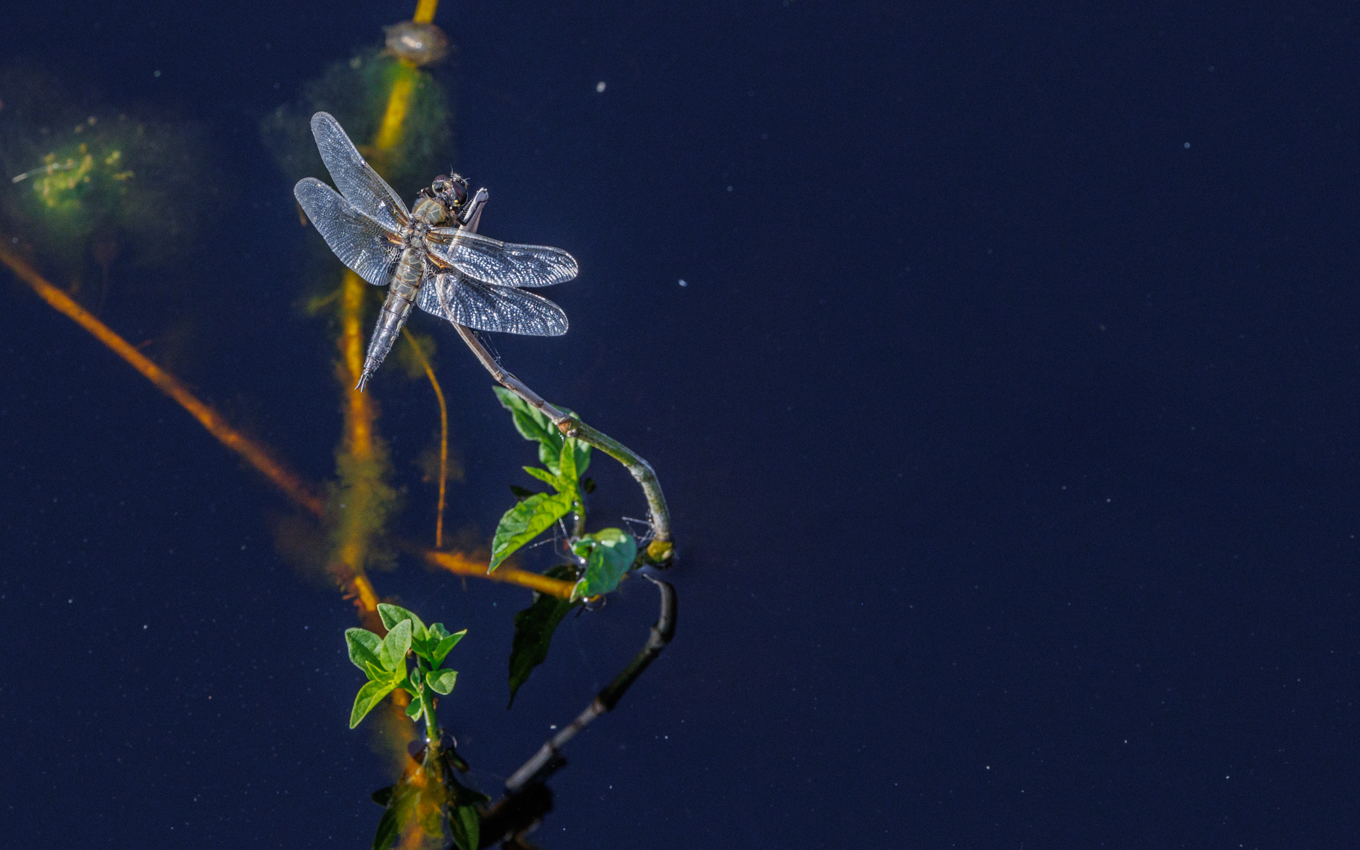 Guldsmed (fireplettet libel). Kaffepletten