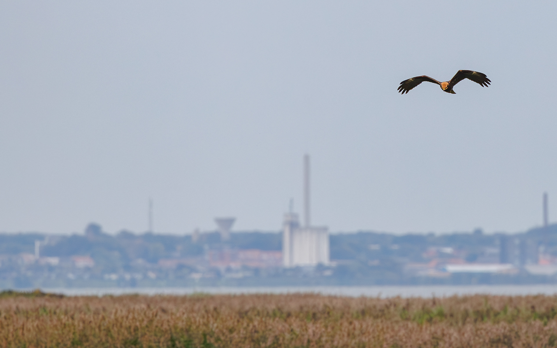 Rørhøg over Geddal Enge. Struer i baggrunden