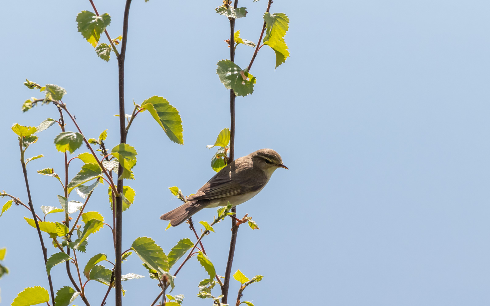 Mon ikke det er en løvsanger?