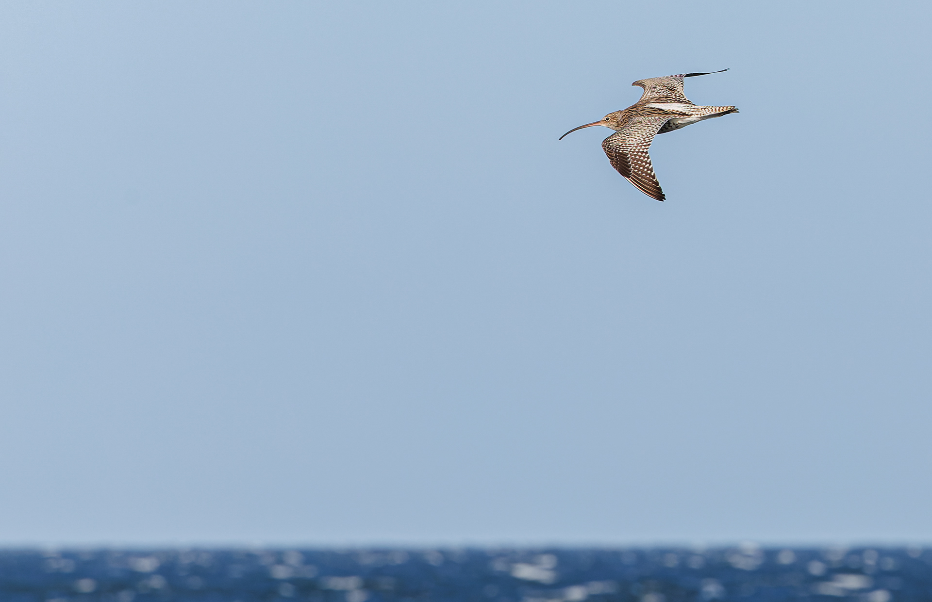 Storspove over Flommen/Øresund