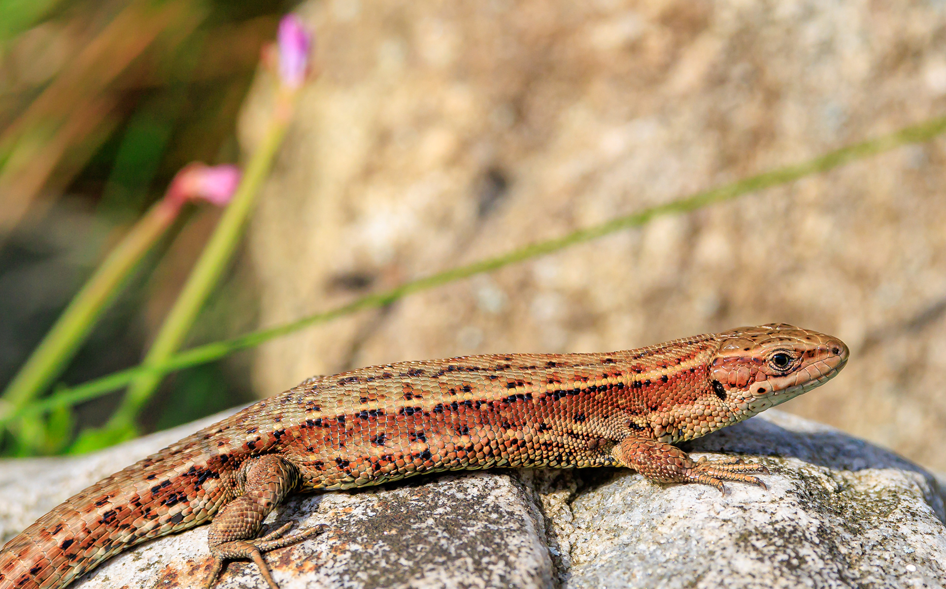 Skovfirben - hjemme i haven