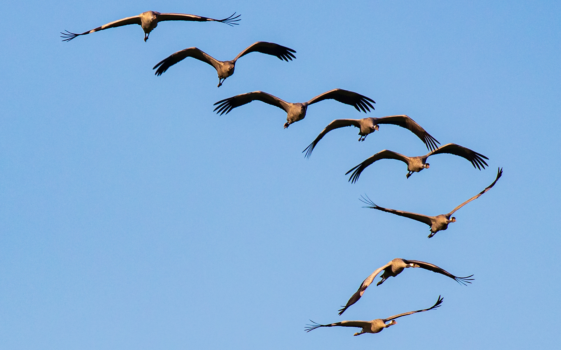 Traner i morgensol - ud at fouragere efter natlogi i Vejlerne
