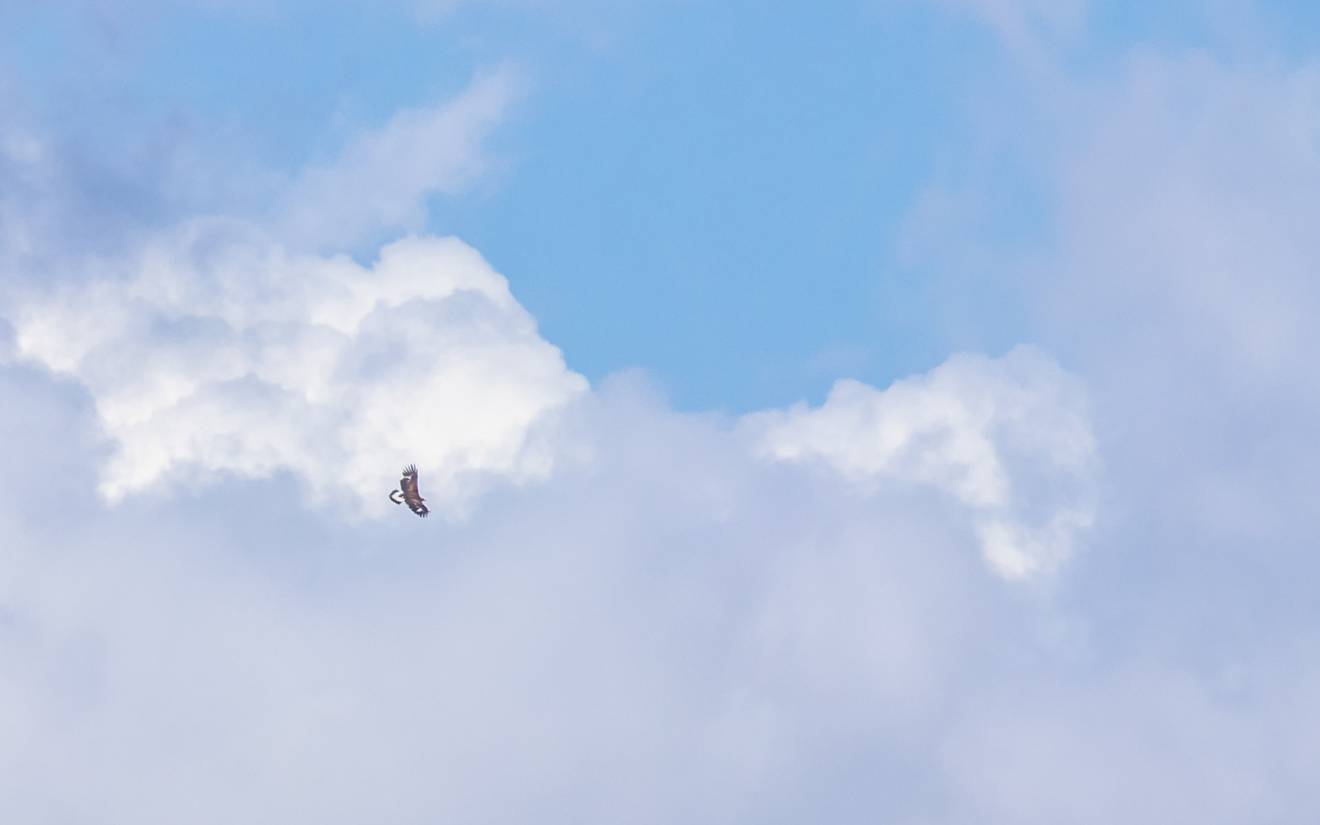 Kongeørn i Lille Vildmose