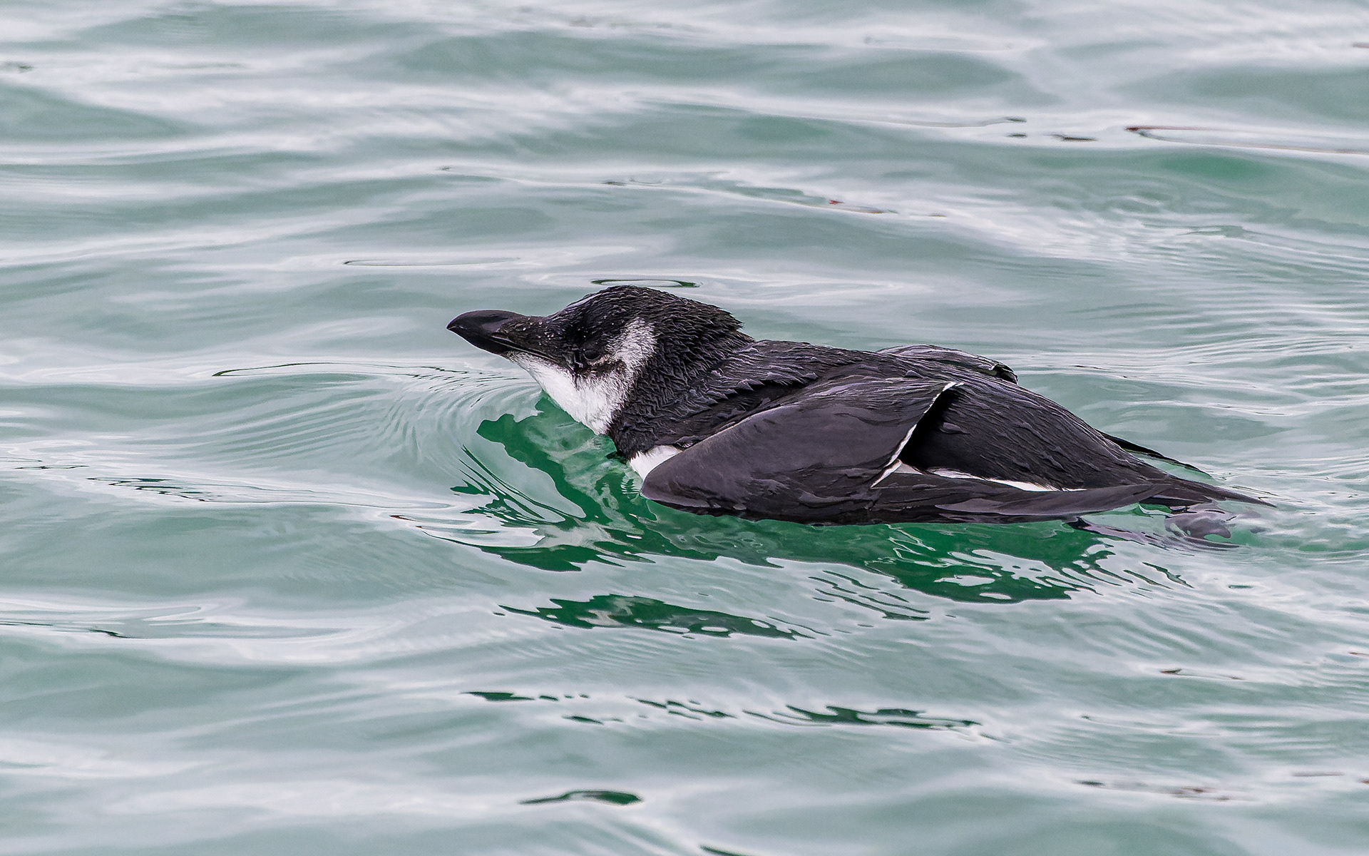 Alk i Hanstholm Havn