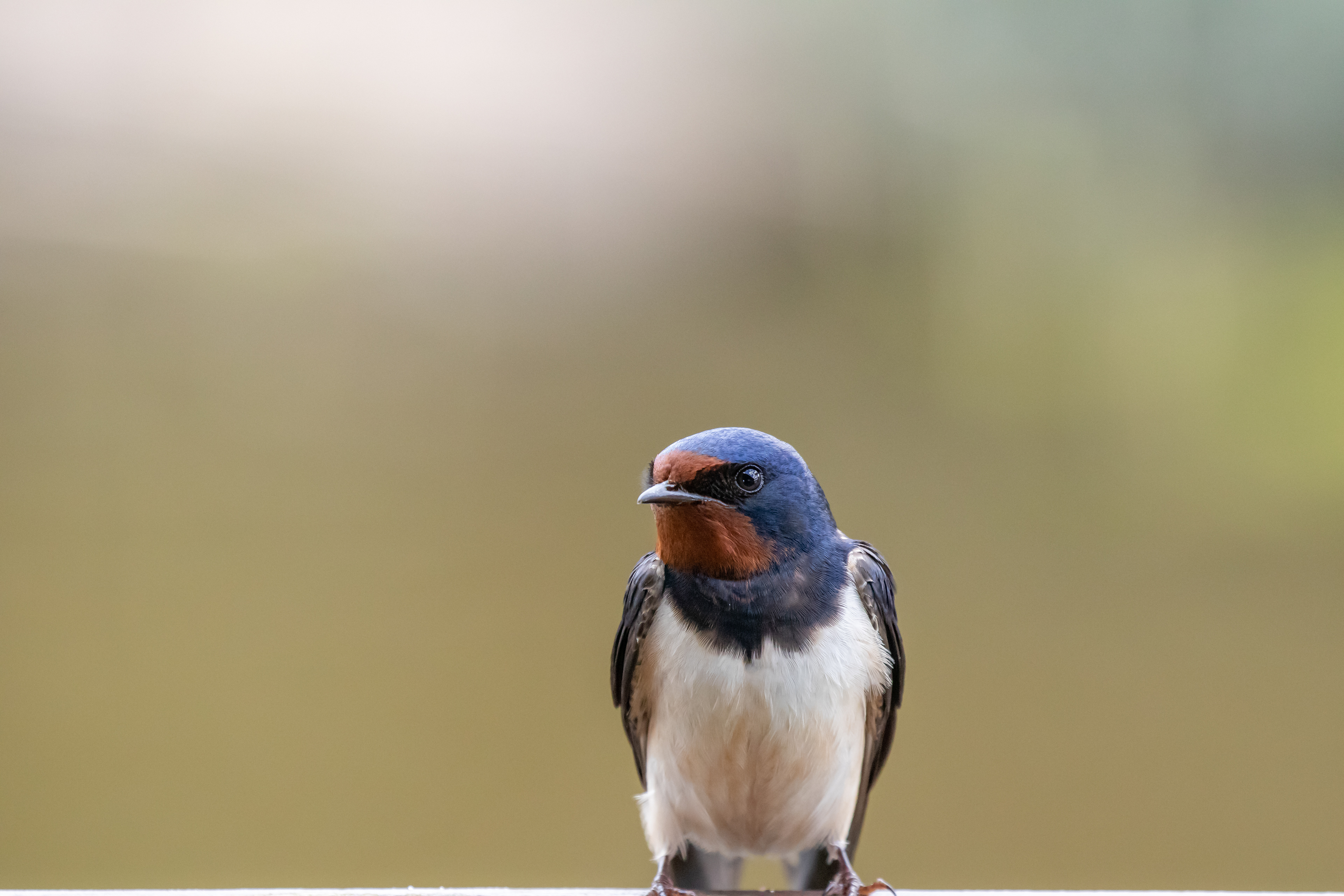 Juvenil landsvale ved Bygholm Vejle