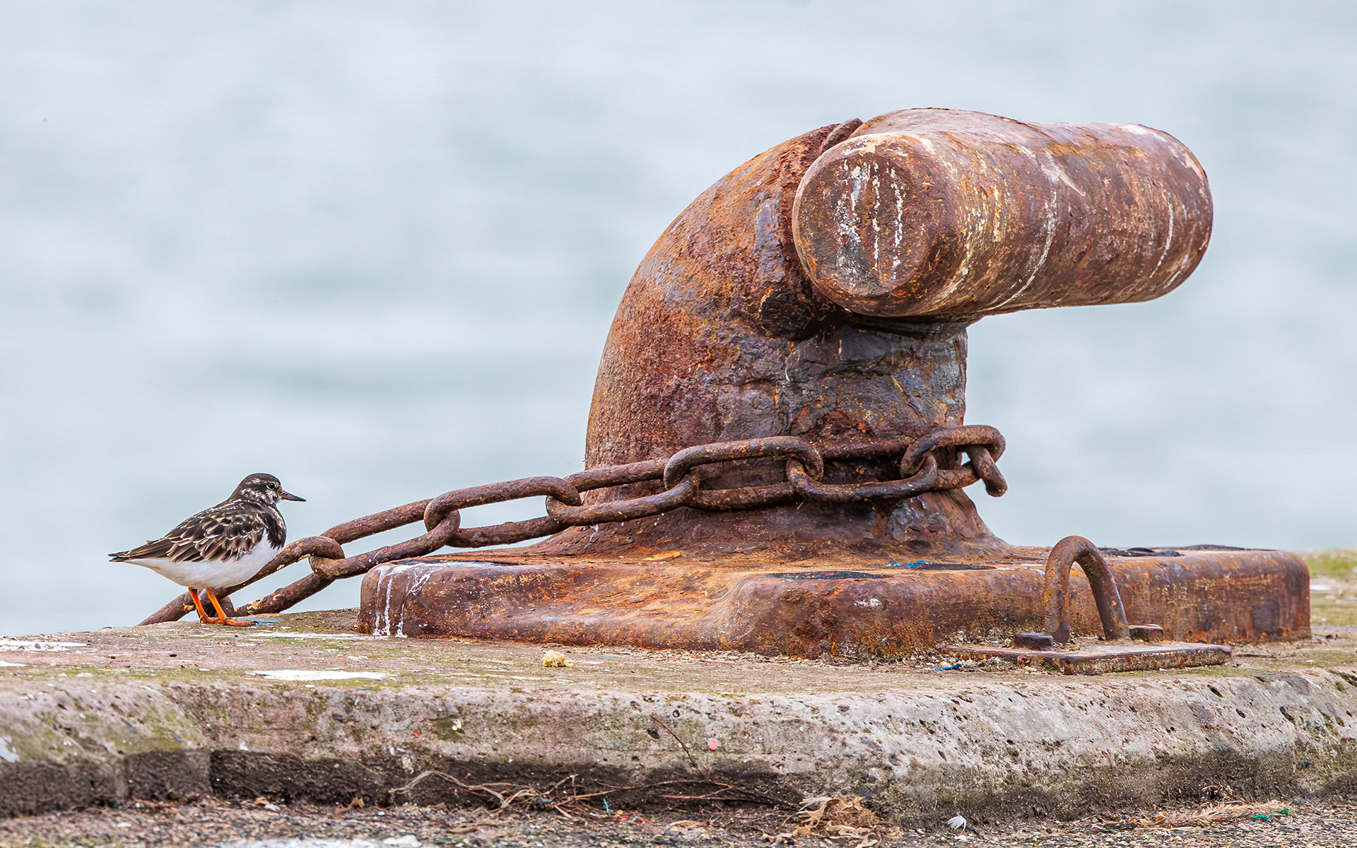Stenvender på Hirtshals Havn