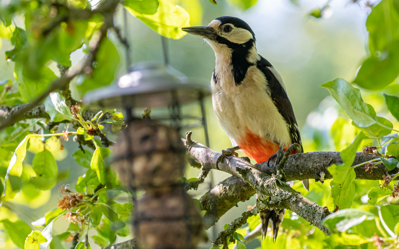 Flagspættet samler mod til sig. Mejsekuglerne lokker, men fotografen truer