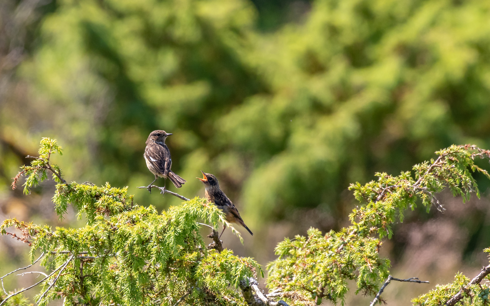 Sortstrubet bynkefugl i Rebild Bakker