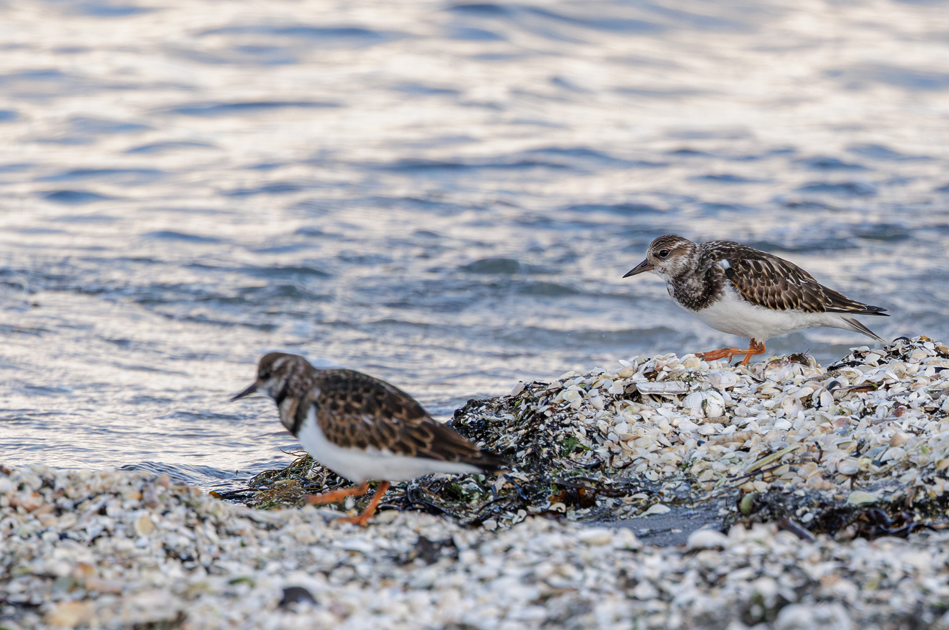 Stenvender. Stensnæs