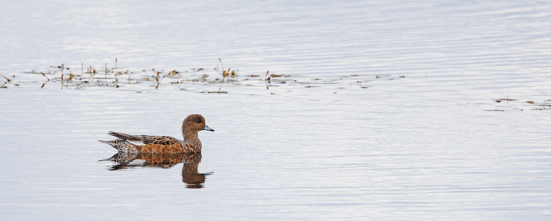 Pibeand. Juelstrup Sø