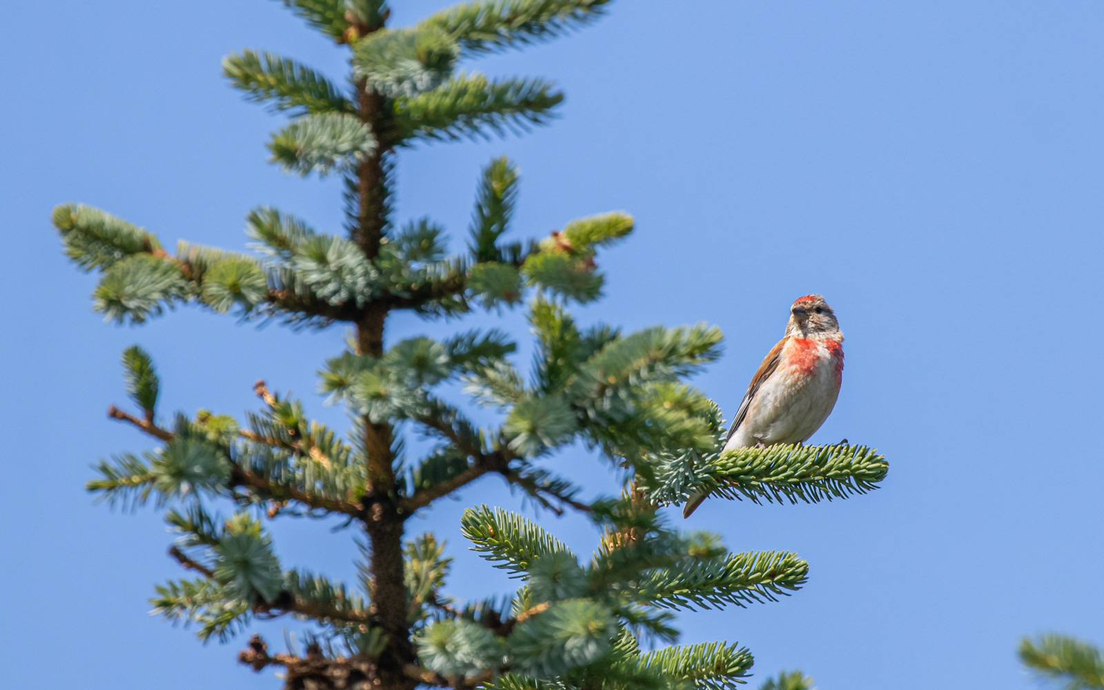Tornirisk ved sommerhuset i Tornby Strand