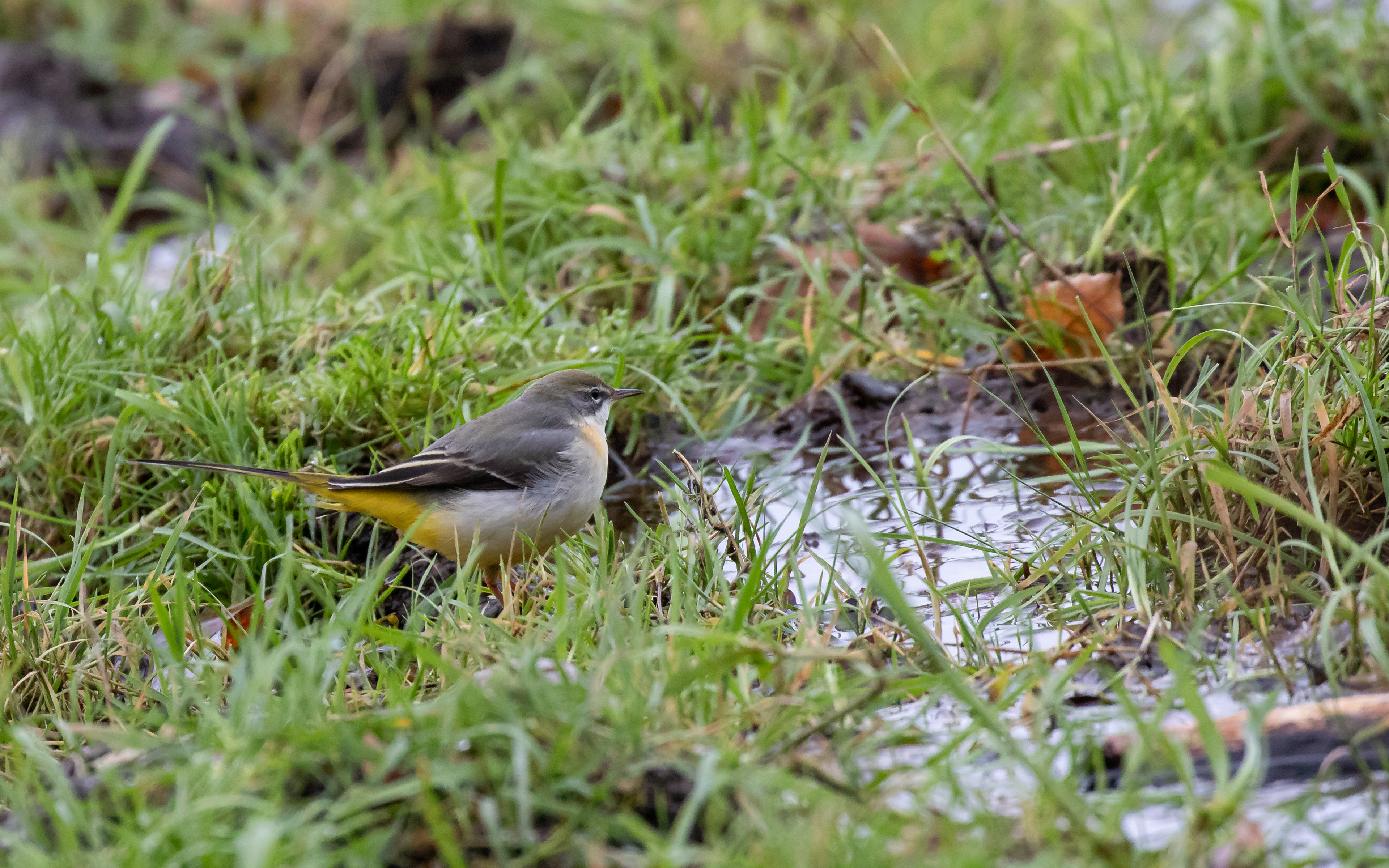 Bjergvipstsjert i Ravnkilde
