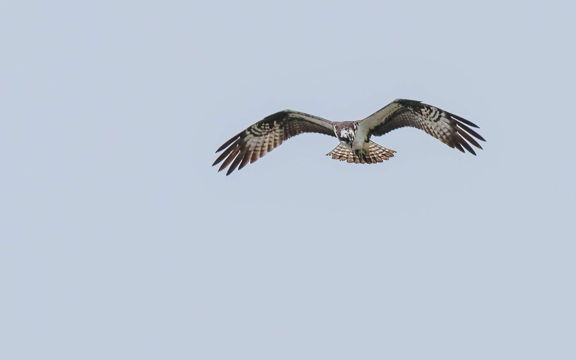 Fiskeørn over Lund Fjord - fra en tur med "gråmejserne"