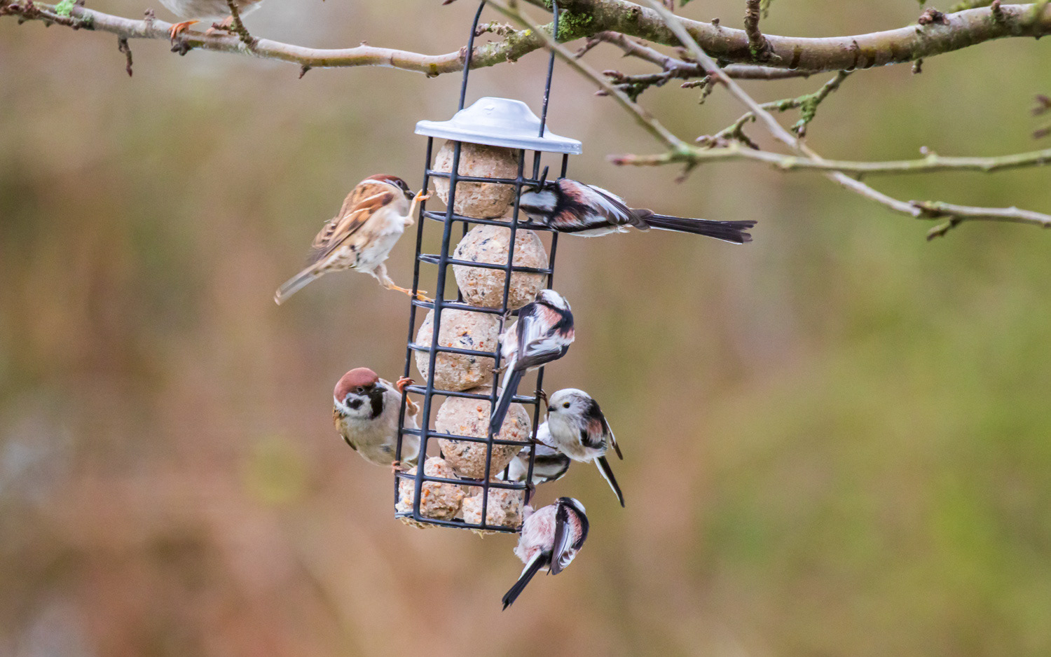 Halemejser ved foderbrættet. 5.1.2021