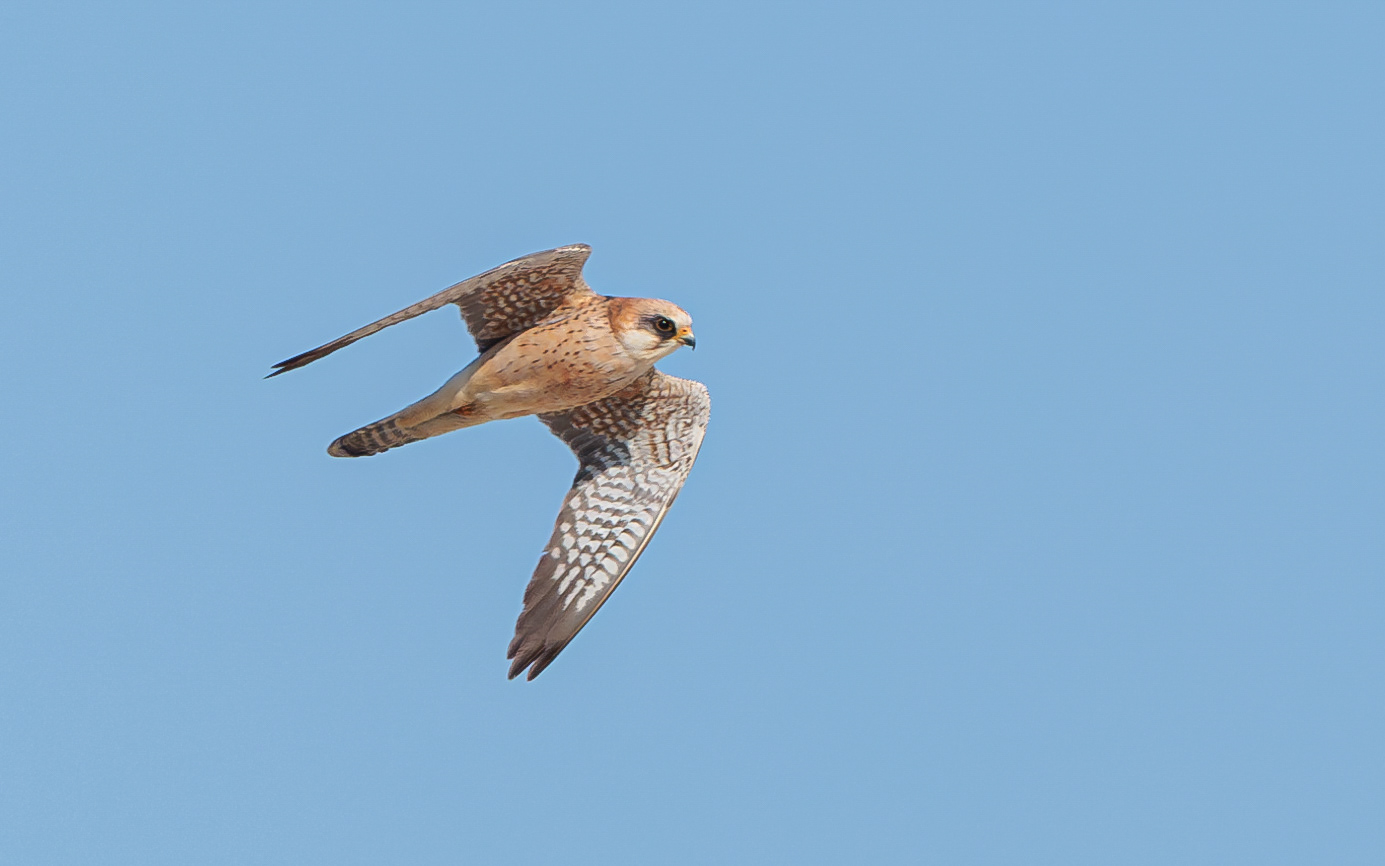 Forårstræk i Skagen. Aftenfalk (hun)