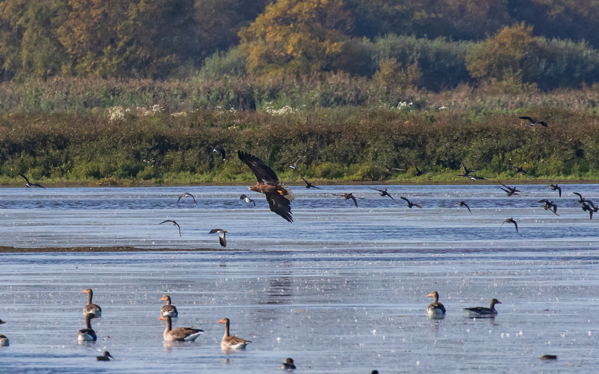 Havørn i Birkesø - flyver mig venligt i møde, jf. de næste fotos