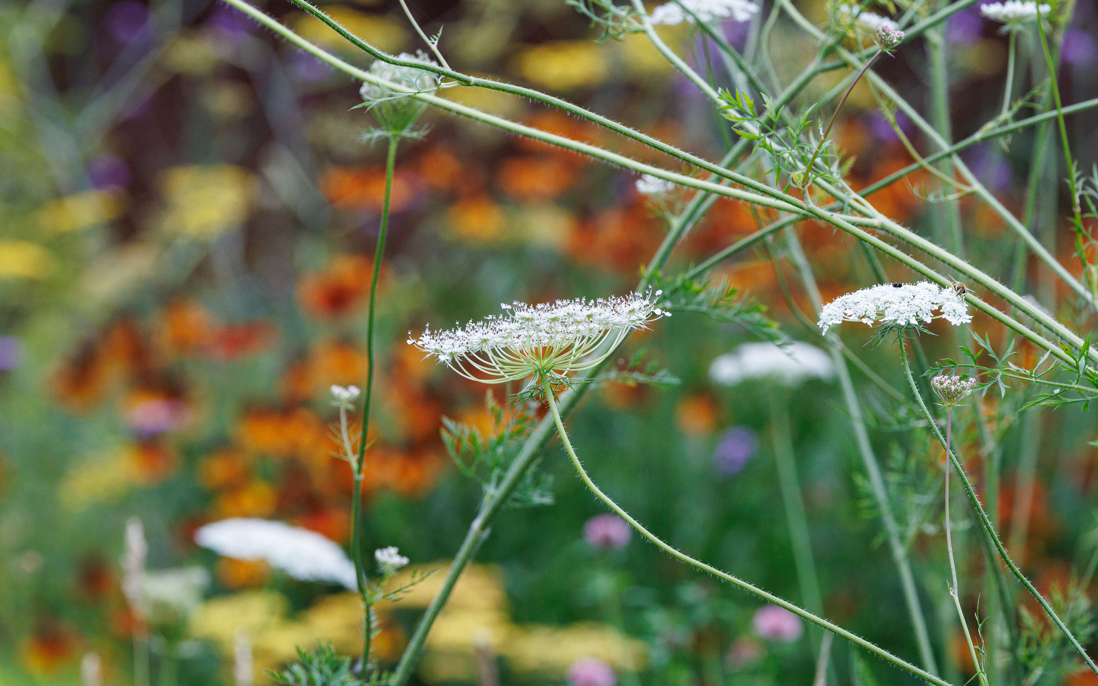 Vild med vilje - med staudebed i baggrunden