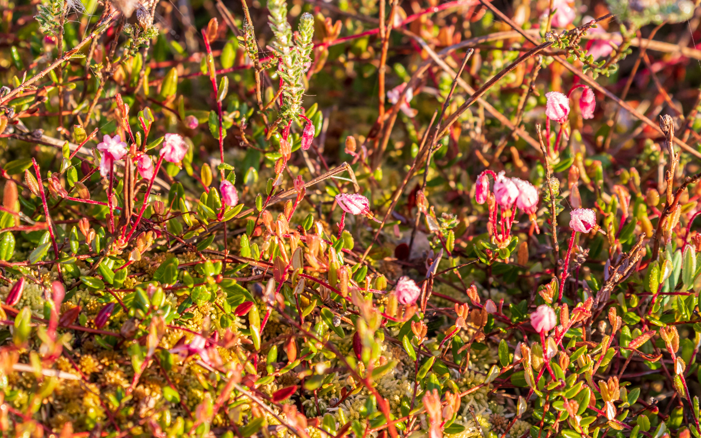 Tranebærblomster i højmosen (Portlandsmosen)