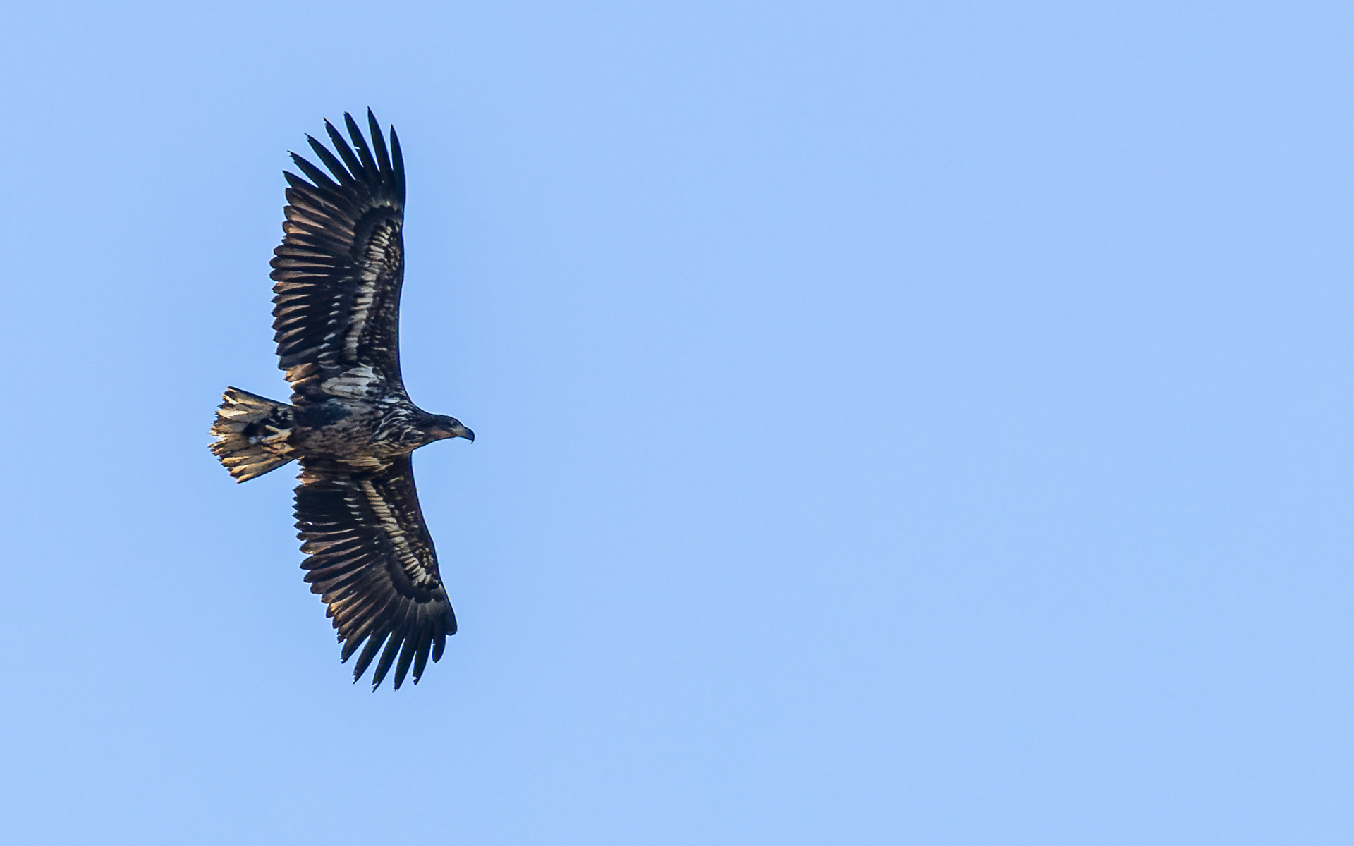 Ung havørn, Kytterne ved Gjøl