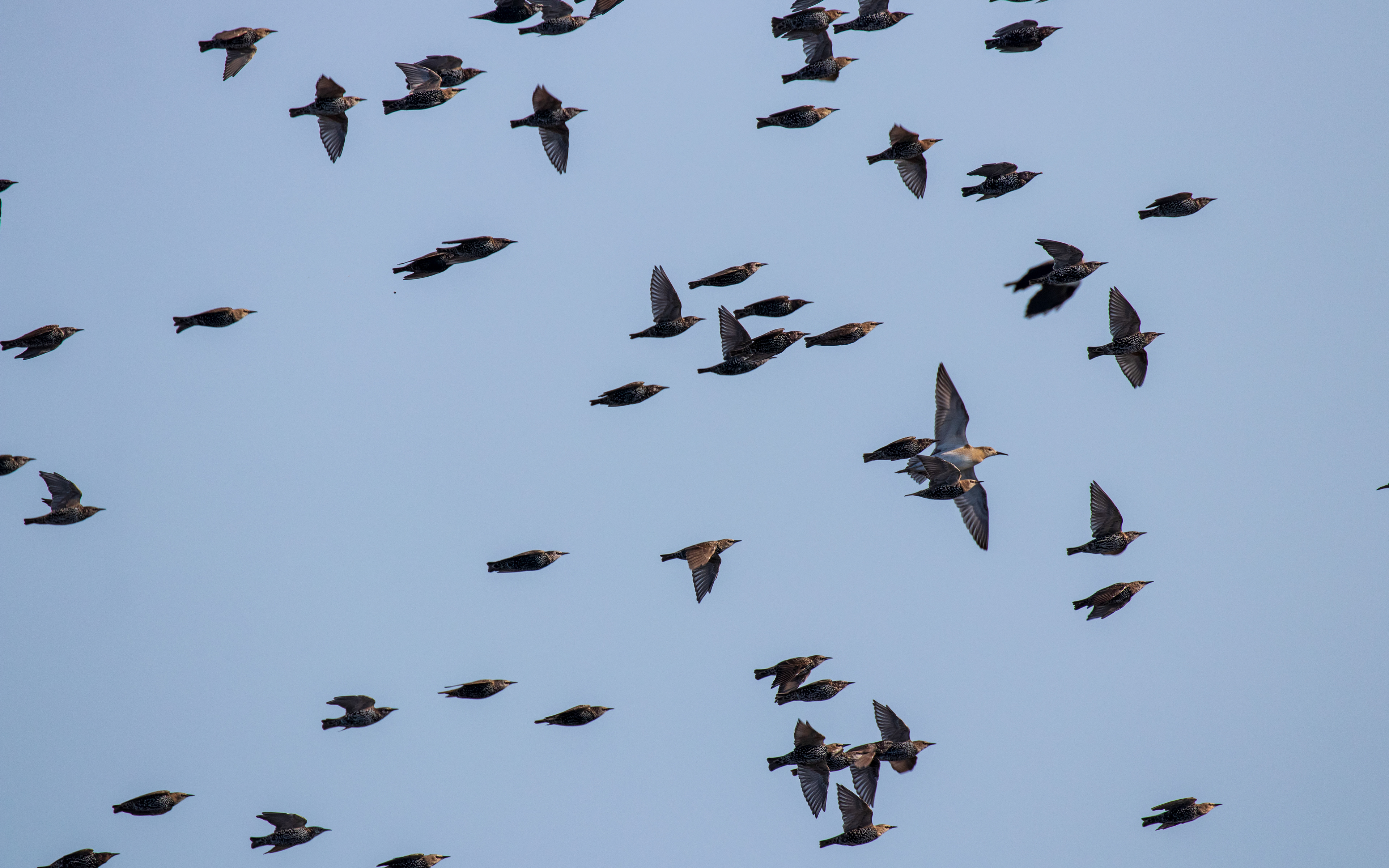 Ryle mænger sig med stæreflok. Birkesø