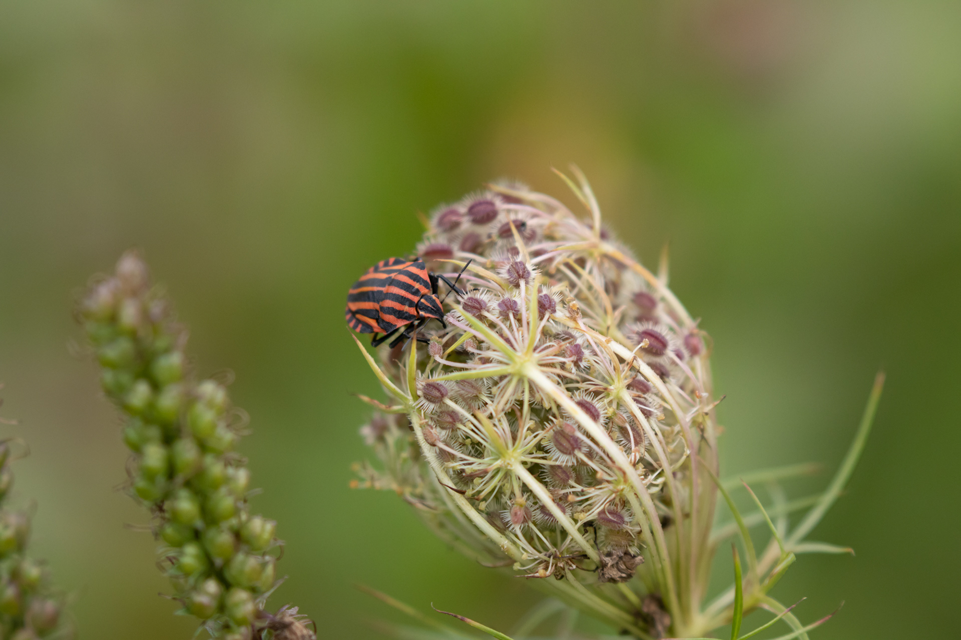 Stribetæge ("AC Milan-tæge") i vild gulerod. Hjemme i haven