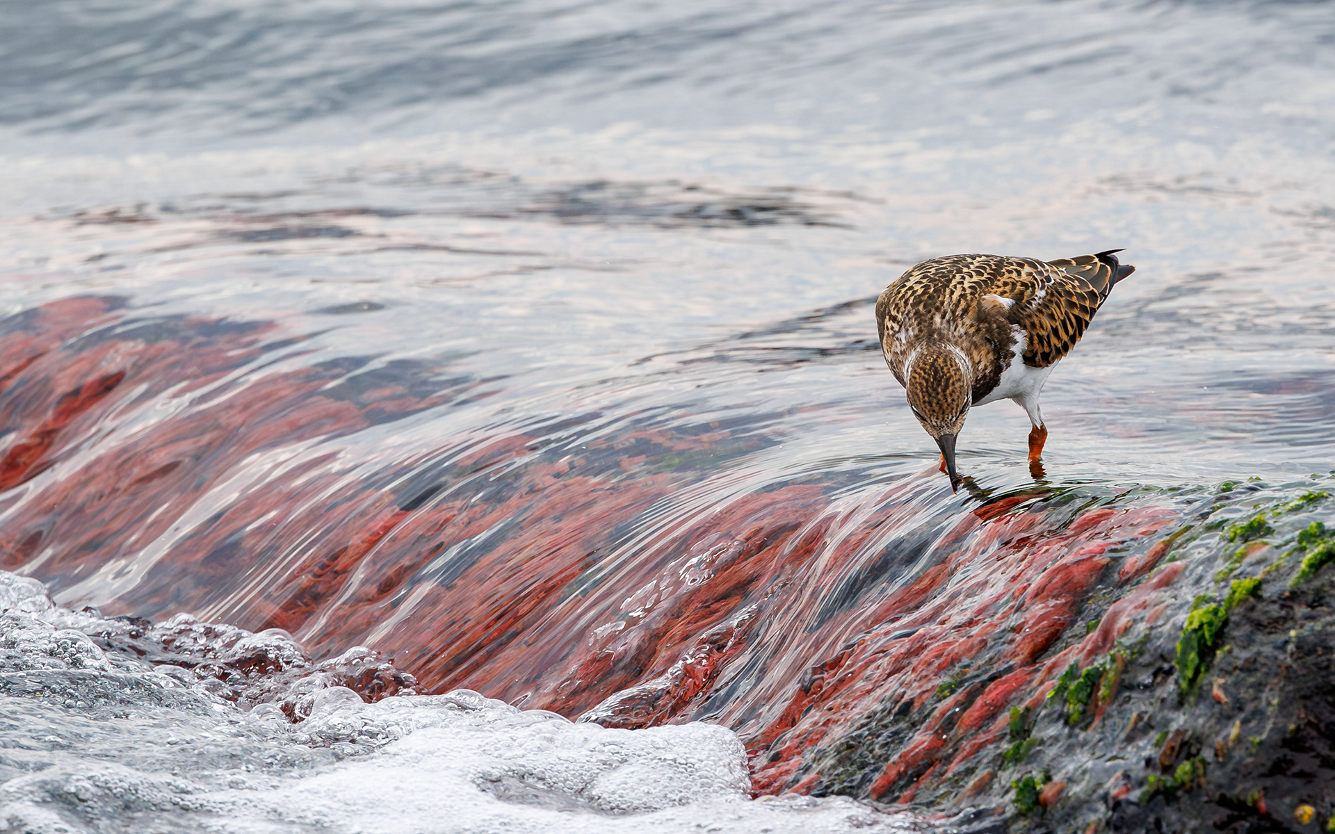 Stenvender. Agger Tange - havsiden