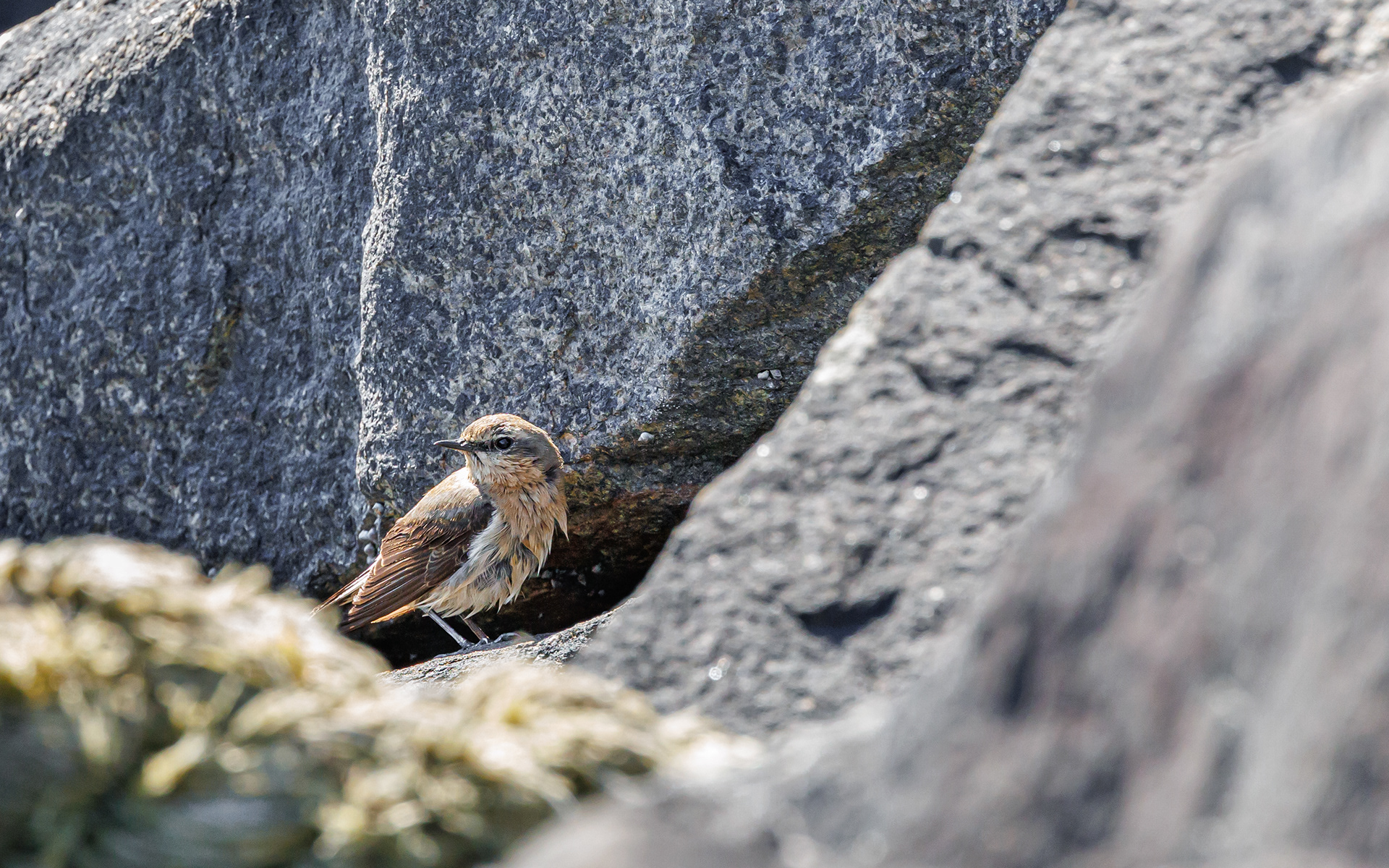 Stenpikker ved Det Grå Fyr. Skagen
