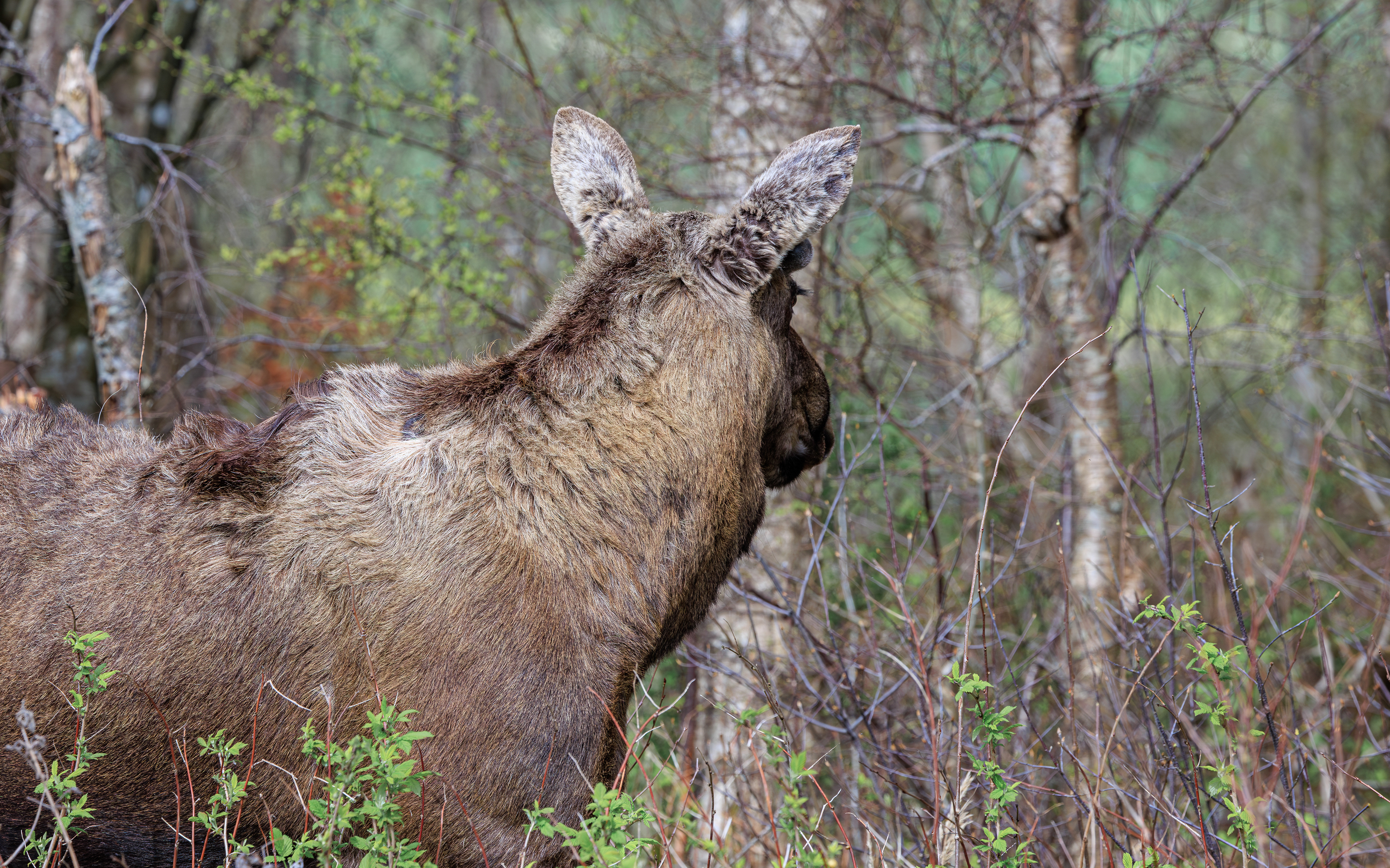 Elg i Lille Vildmose. 14. april