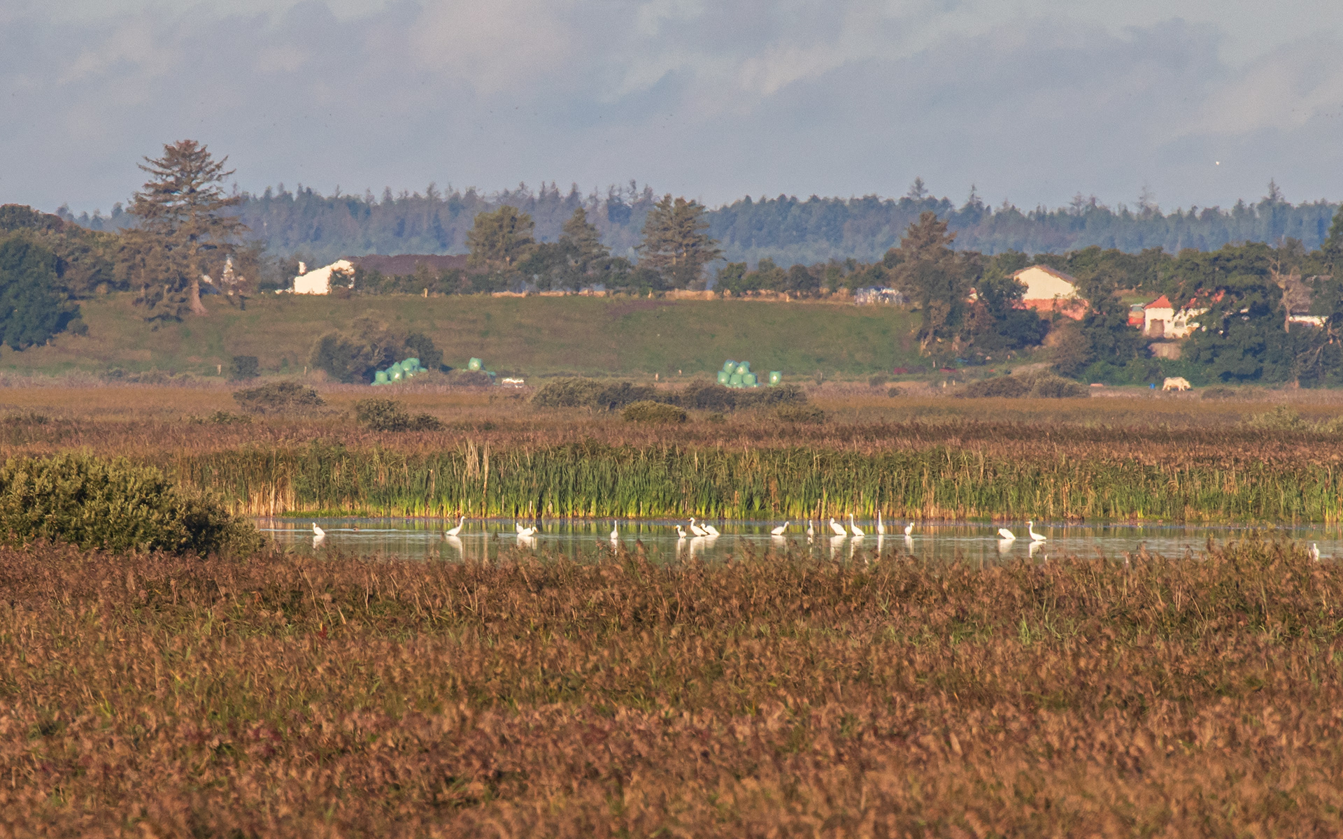 En hel del sølvhejrer i det fjerne - Vejlerne