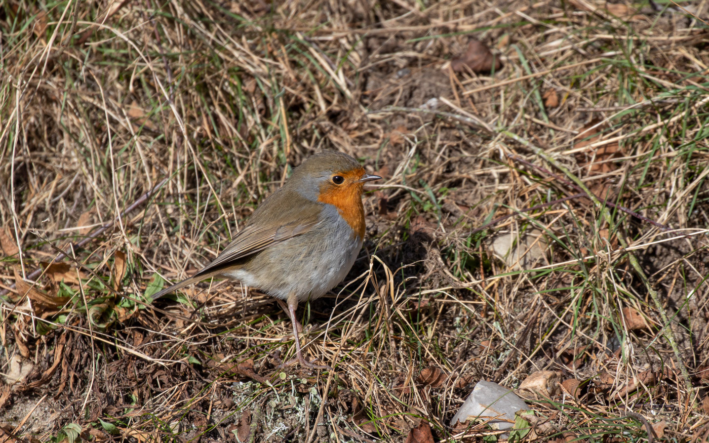 Rødhals ved Skillingbro