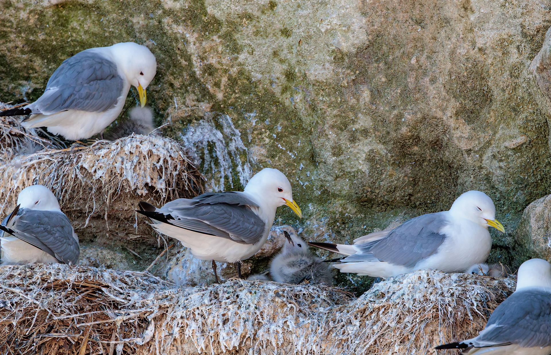 Ynglende rider. Bulbjerg