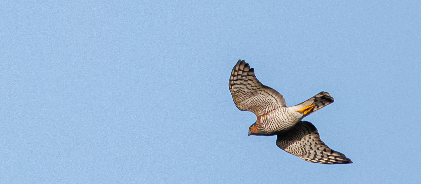 Spurvehøg (han) over Flommen
