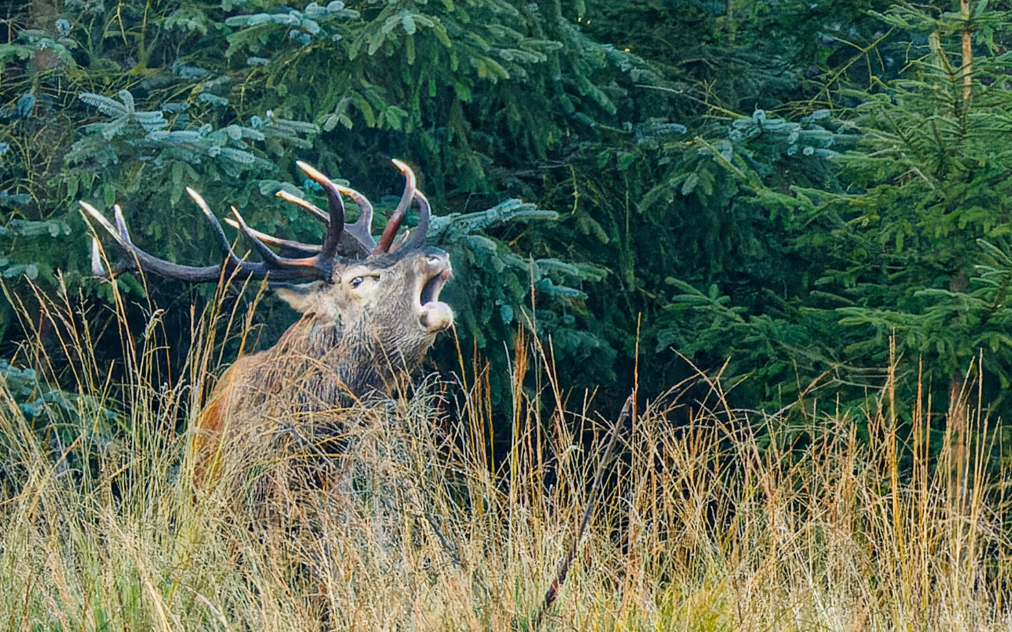 Kronhjort - Rold Vesterskov