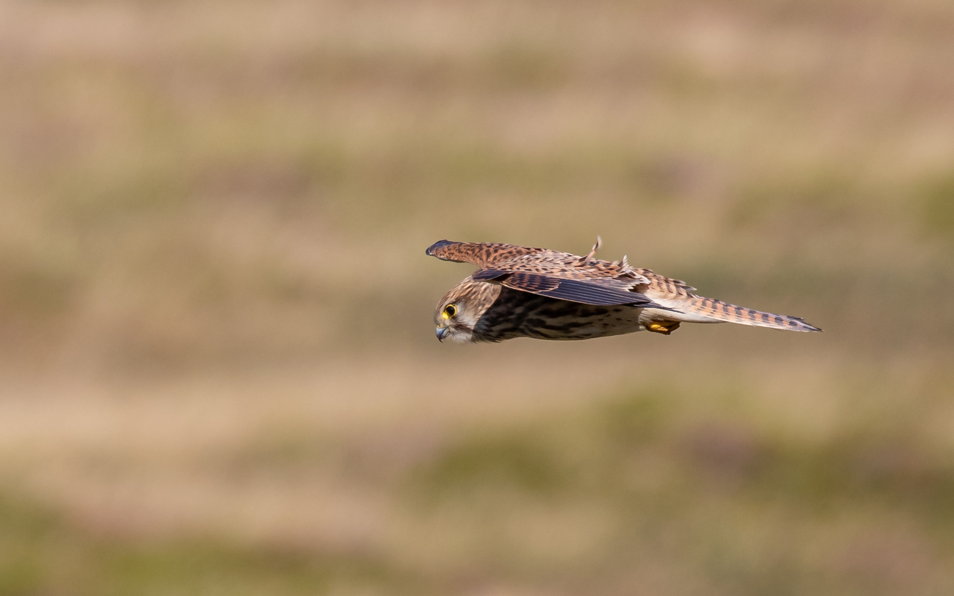 Tårnfalk hænger i luften over skrænten ved Sårup