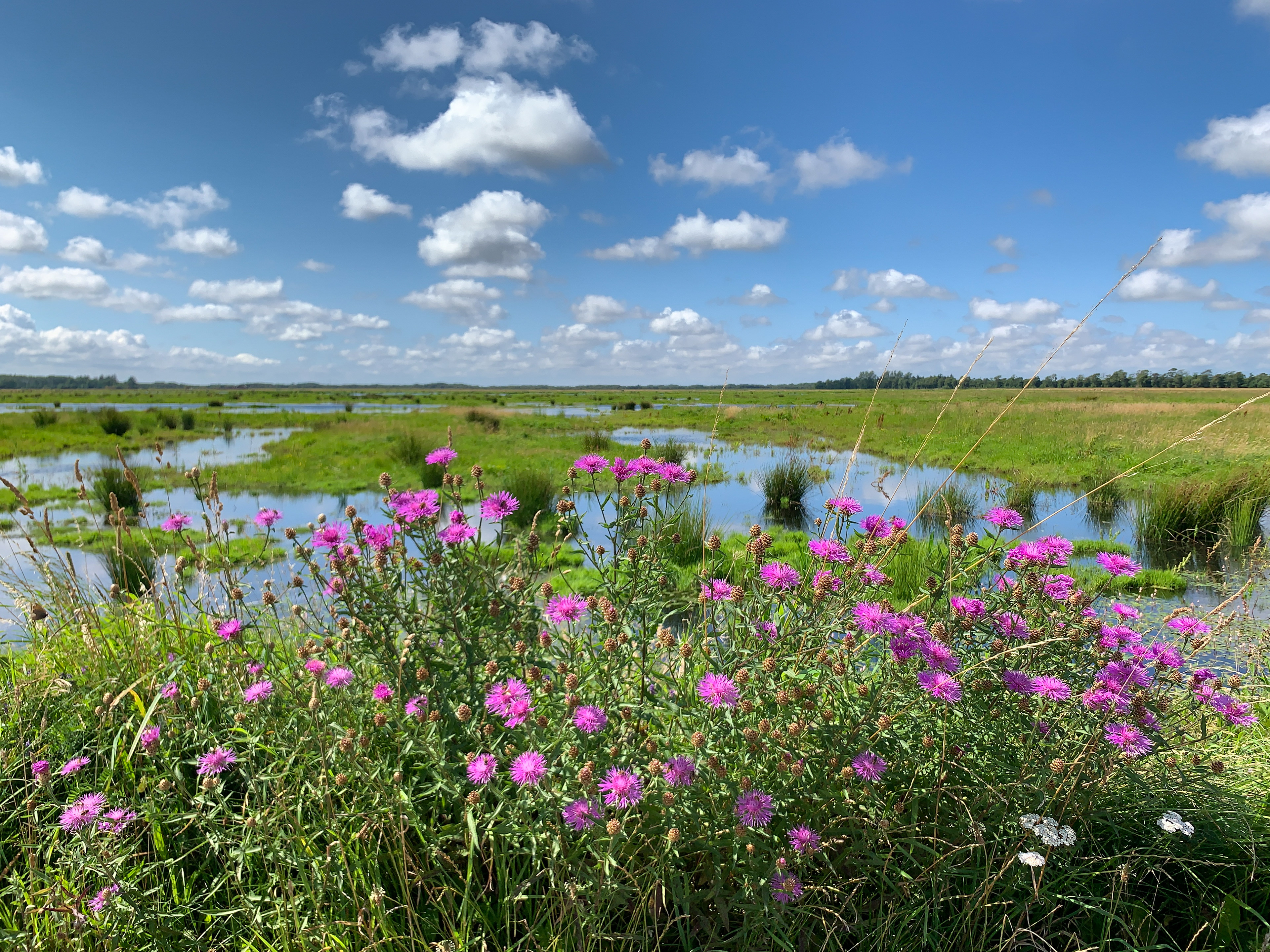 Almindelig knopurt på Biersted Mosevej. Store Vildmose