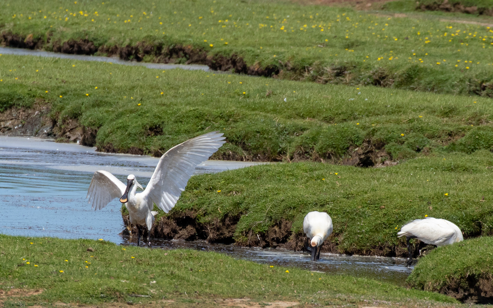 Skestorke ved Bygholm Vejle