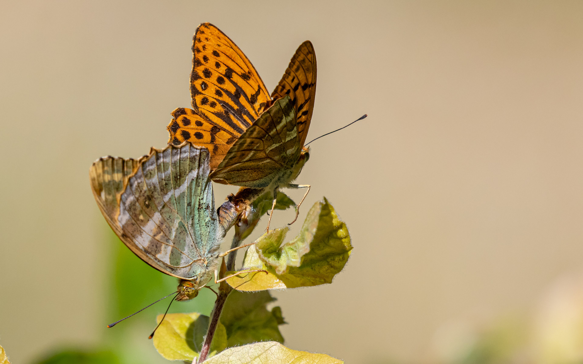 Kejserkåbe - parring