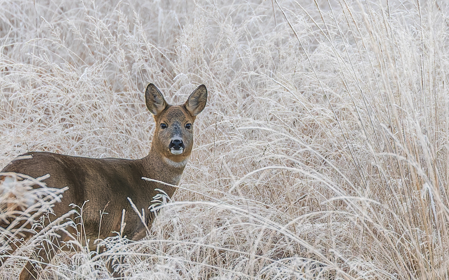 Rådyr på en kold vinterdag i Jægersborg Skov (Rold Skov)