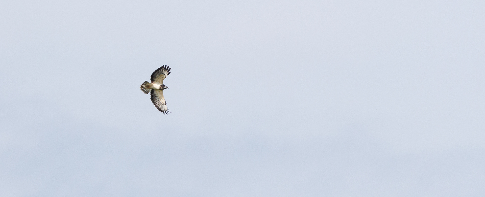 Lys musvåge over Vilsted Sø