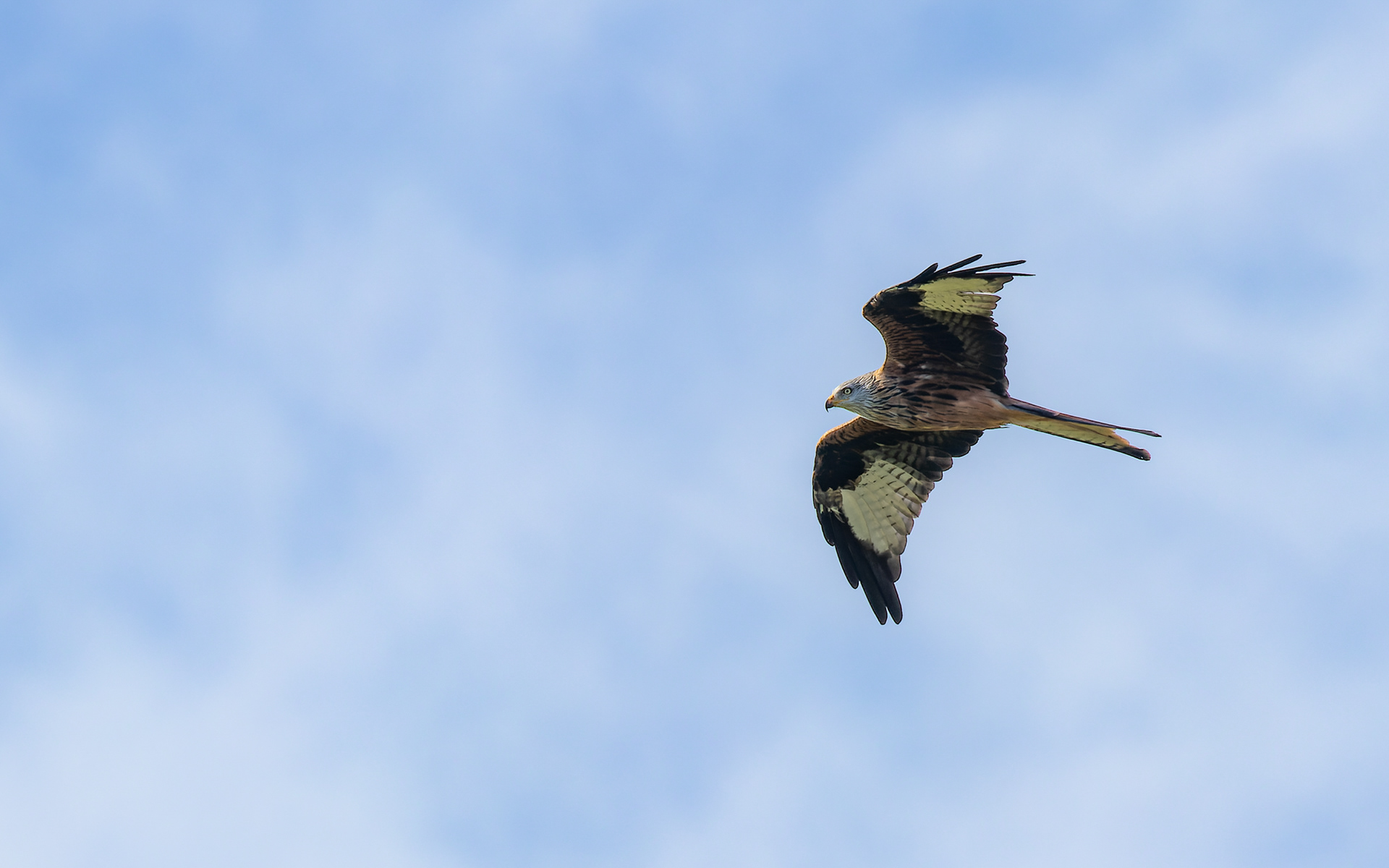 Falsterbo. Det var tiden for rød glentes efterårstræk