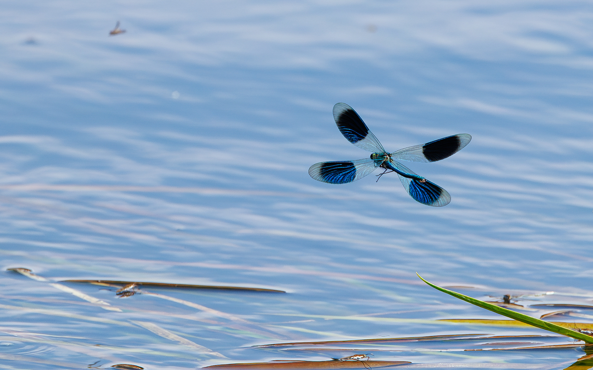 Blåbåndet pragtvandnymfe